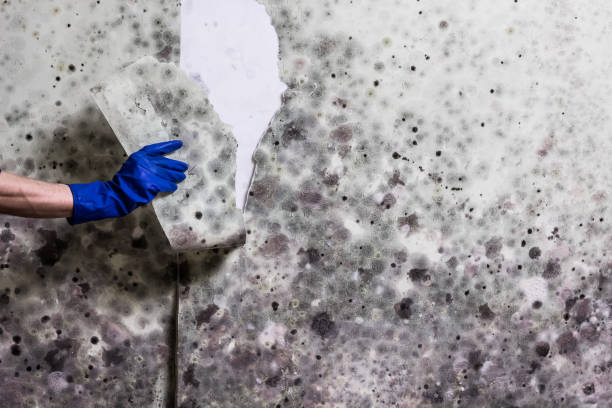 Best Insurance-Related Mold Remediation in Centreville, MS